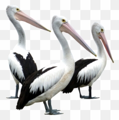 Pelican Crane Bird Heron - Pelican Transparent Emoji,Pelican Emoji
