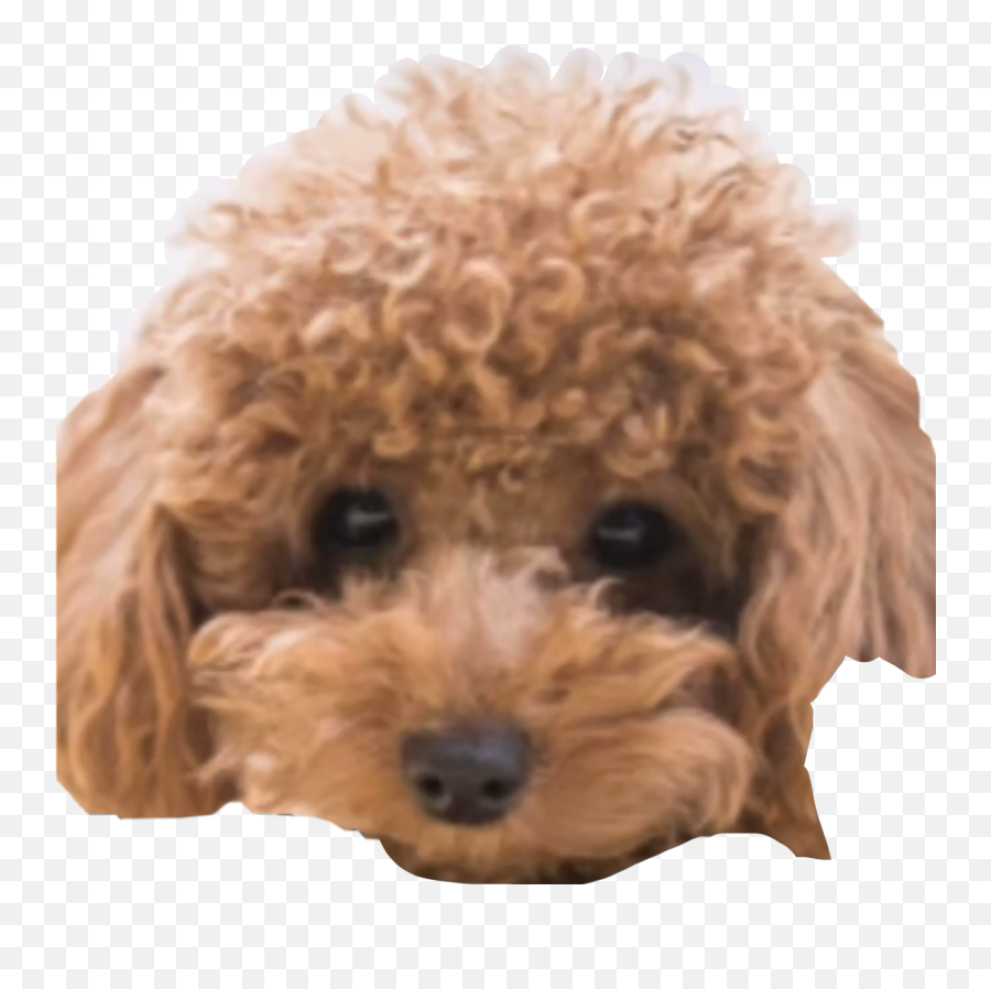 Discover Trending - Toy Poodle Dog Emoji,Dog Emojis Poodle