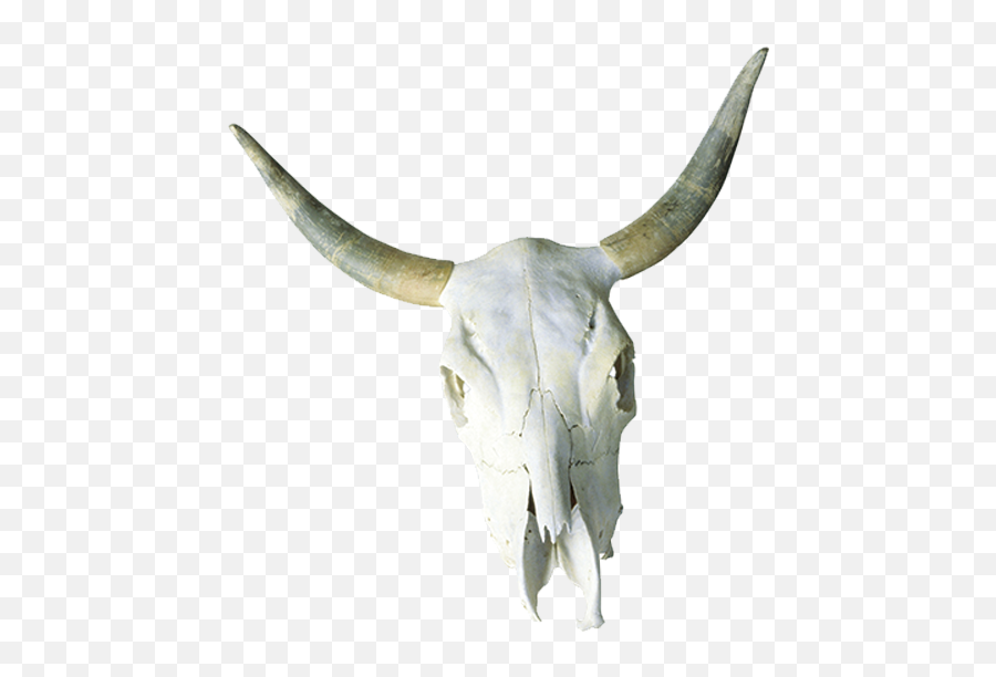 Cattle Skull Horn Bone - Bison Skull Png Download 800629 Cow Skull Free Transparent Emoji,Bison Emoji