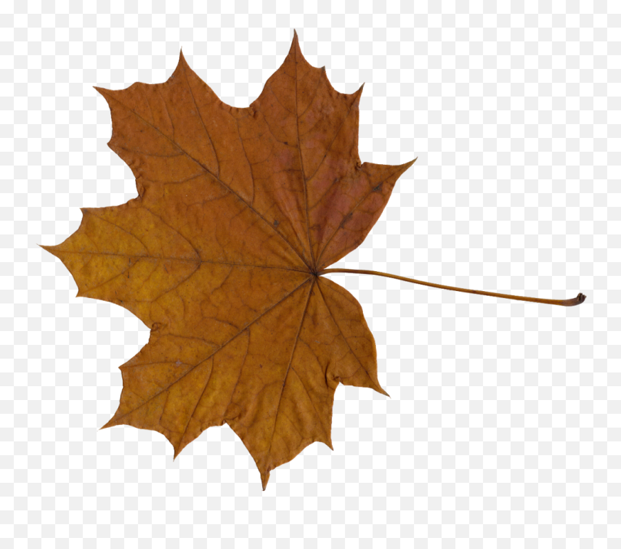 10 Maple Leaves Transparent - Transparent Brown Leaf Png Emoji,Free Red Maple Leaf Emoji