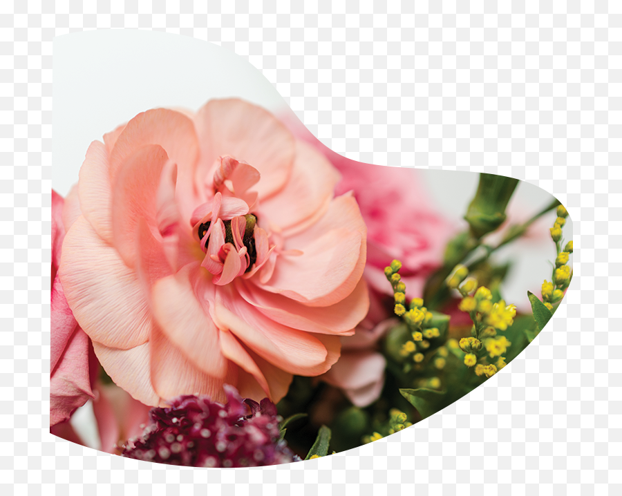 About Poppy Flowers Your Poppy - Garden Roses Emoji,Emoji Pictures Flowers