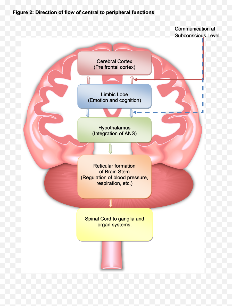 Modulate Negative Emotions - Vertical Emoji,Part Of Brain Emotions