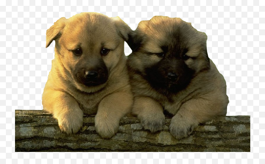 2 Dog Puppies - Cute Pet Emoji,Pet Emoji Psd