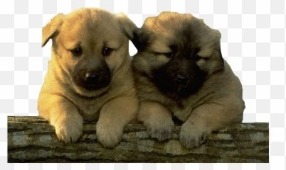 2 Dog Puppies - Cute Pet Emoji,Pet Emoji Psd