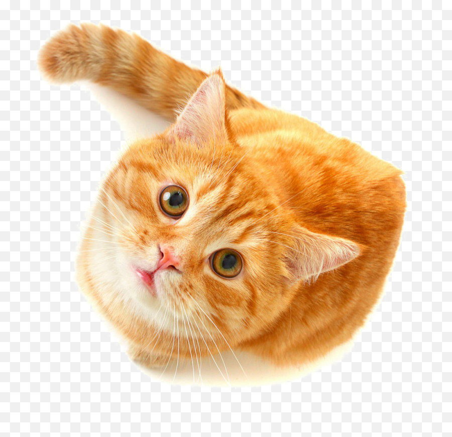 Cute Cat Png Free Download Png Arts Emoji,Forum Cat Emojis