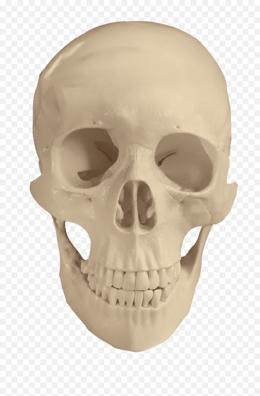 Clipart Of Skull Anatomy Bones Free Image Download Emoji,Skull Emoji Wiki