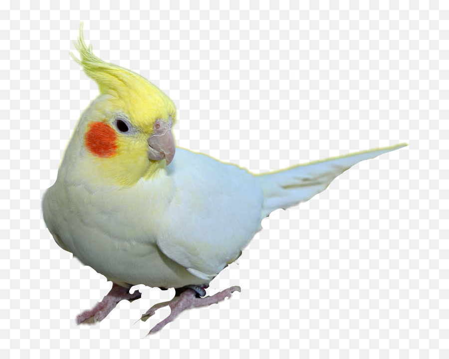 Cockatiel Clipart - Cockatiel Png Emoji,Cockatiel Emoji