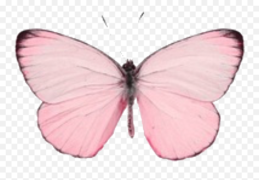 Pink - Real Pink Butterfly Species Emoji,X Rated Emoji Icons