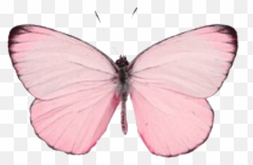 Pink - Real Pink Butterfly Species Emoji,X Rated Emoji Icons