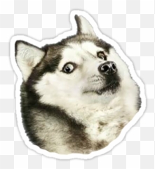 Husky Dogeu0027 Sticker By Rj Lackie Pegatinas Bonitas - Husky Doge Emoji,Siberian Husky Emoji