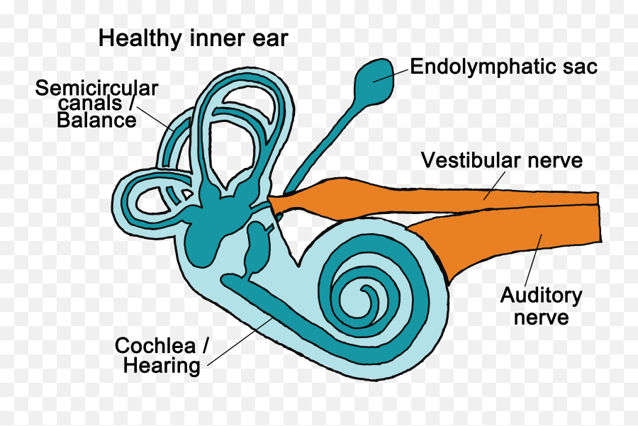 Inner Ear Helps You Maintain Balance - Inner Ear Anatomy Emoji,Nekomimi Emotion Ears