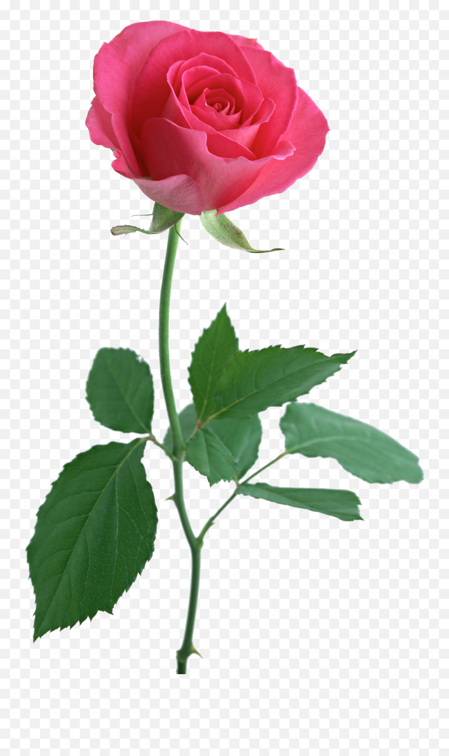Aesthetic Pink Rose Png - Real Pink Rose With Stem Png Emoji,Pink Rose Emoji