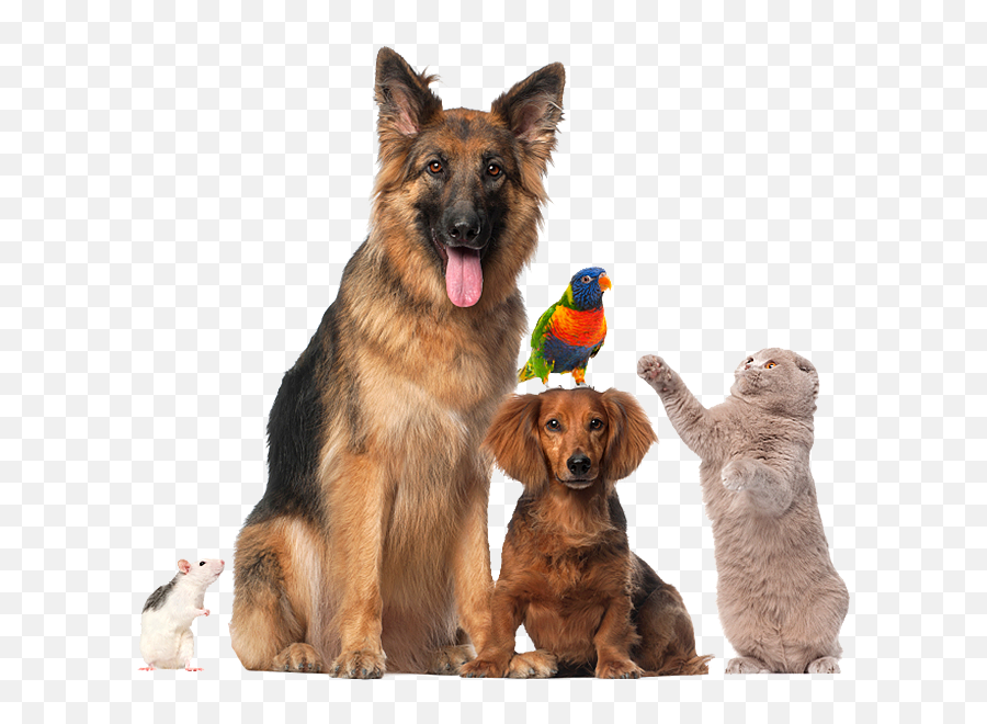 Home Veterinarian In Manning Ia Veterinary Associates - Pets Emoji,Gary Larson Dog Emotion