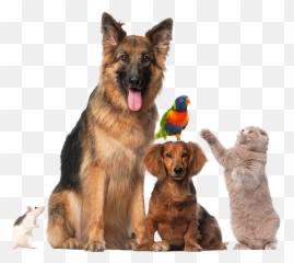 Home Veterinarian In Manning Ia Veterinary Associates - Pets Emoji,Gary Larson Dog Emotion