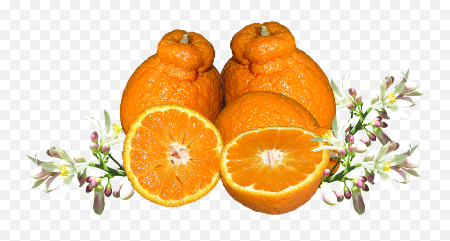 Fruit Blossom Mandarin Nutrition - Orange Blossom Png Transparent Emoji,Emotions Green Mandarin