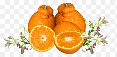 Fruit Blossom Mandarin Nutrition - Orange Blossom Png Transparent Emoji,Emotions Green Mandarin