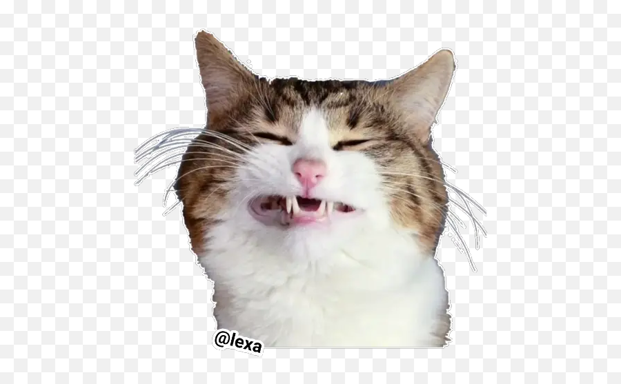 Sticker Maker - Domestic Cat Emoji,Cats Emotion Pictures