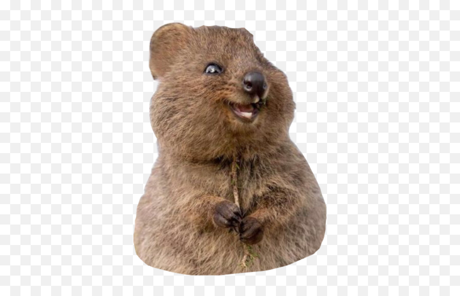 The Most Edited Nutria Picsart - Soft Emoji,Grizzly Bear Emoji Android