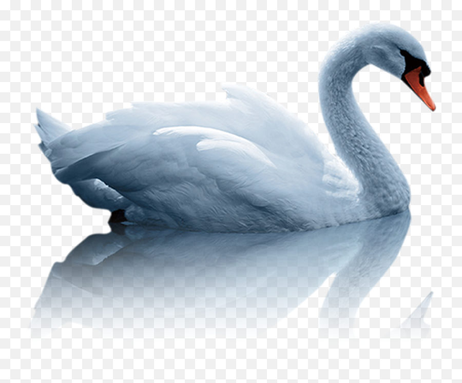 Mute Swan Duck White Swan - Swan Png Download 23622362 Bird In Water Png Emoji,Mute Emoji