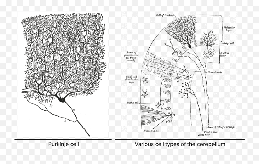 Overview Of Neuron Structure And Function Article Khan - Células De Purkinje Partes Emoji,Emoticons For Muelin