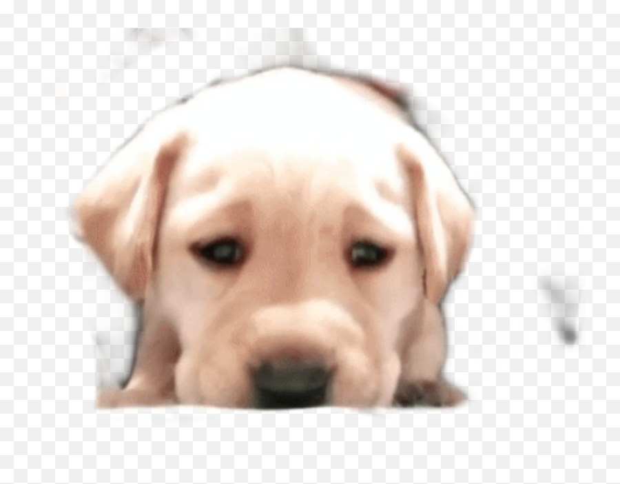Sad Puppy Png - Soft Emoji,Labrador Retriever Happy Birthday Emoticon