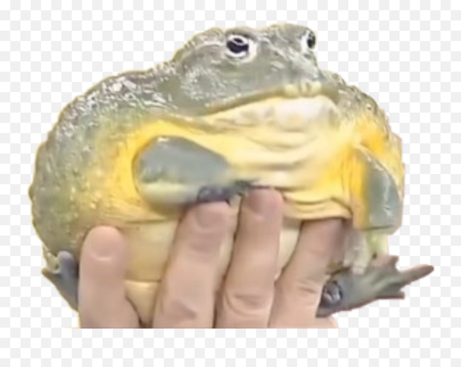 Frog Meme Frogs Toad Tiktok Cursed - African Bullfrog Emoji,Spadefoot Toad Emotion