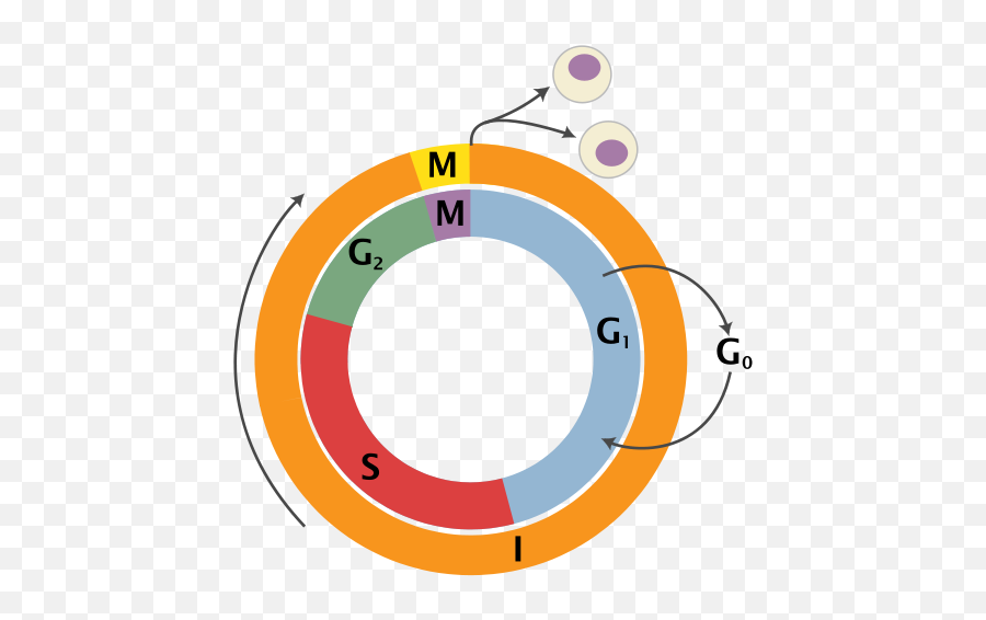 What Is Interphase - Definition U0026 Stages Video U0026 Lesson Emoji,Slack Dna Emoticon