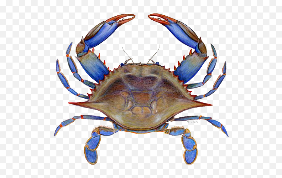 Crab Png Picture Png Svg Clip Art For - Chesapeake Blue Crab Clipart Emoji,Hermit Crab Emoji