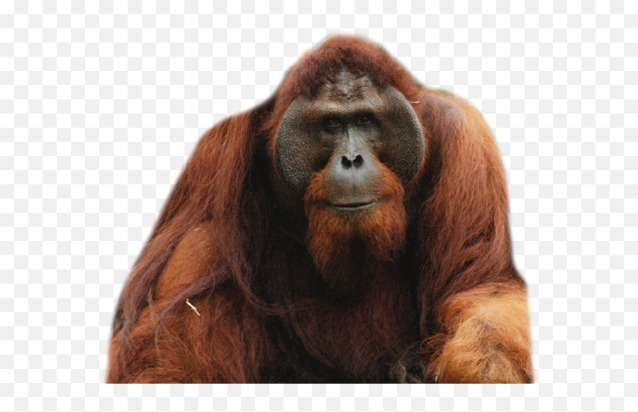 Diamondic - Orangutan Png Emoji,Orangutan Showing Emotions