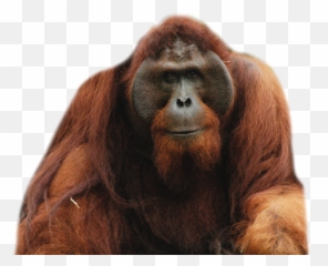 Diamondic - Orangutan Png Emoji,Orangutan Showing Emotions