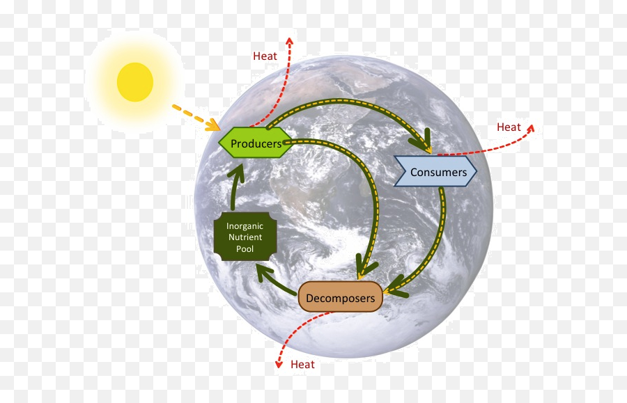 Intro To Biogeochemical Cycles Article Khan Academy - Energy Flow Nutrient Cycle Emoji,Cuadro Gigante De Emojis