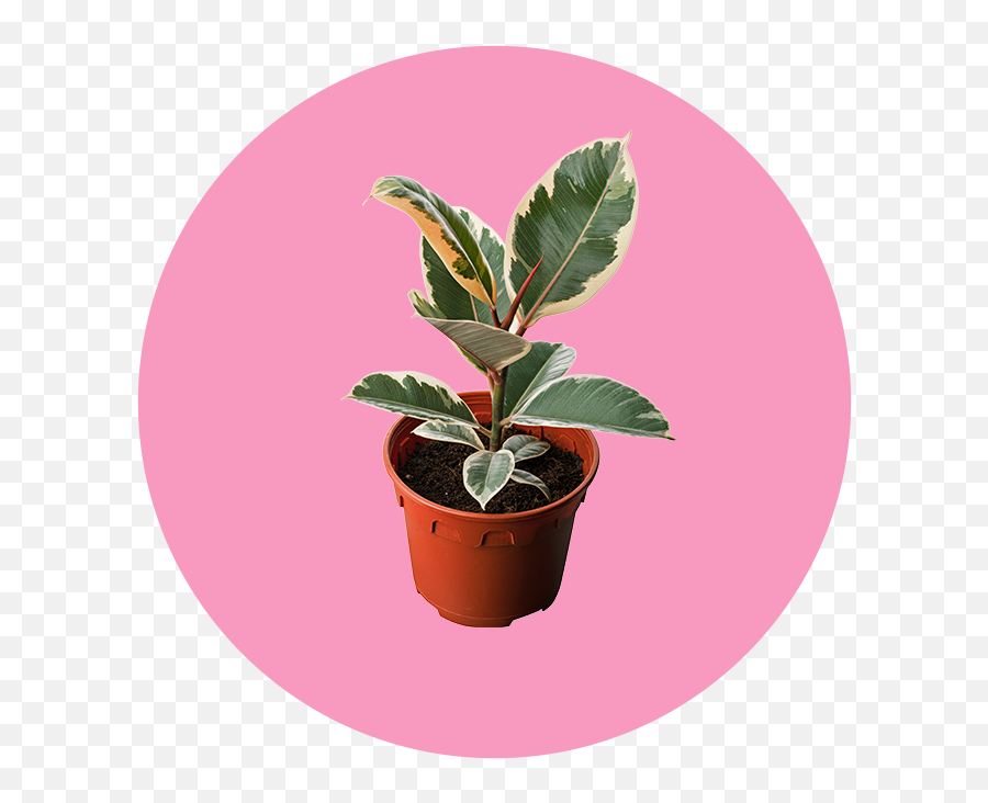 23 Easy Breezy Beautiful Houseplants - For Indoor Emoji,Don't Forget To Get Some H20 Houseplant With Emotions