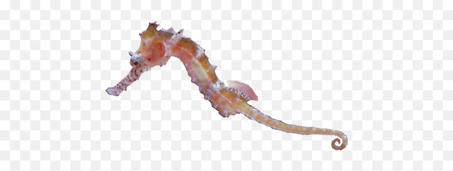 Conservation The Seahorse Trust - Northern Seahorse Emoji,Facebook Emoticons Seahorse