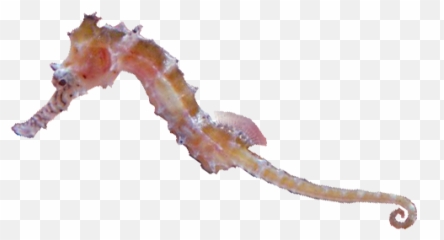 Conservation The Seahorse Trust - Northern Seahorse Emoji,Facebook Emoticons Seahorse