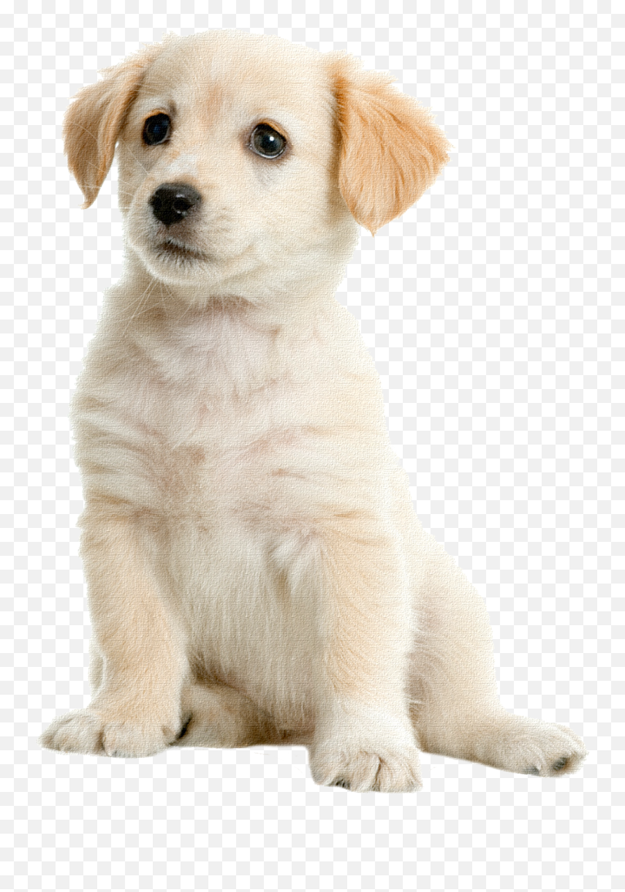 Download Golden Labrador Pet Boston - Puppy Id Collars Emoji,Send Your Friends Cute Cream Labrador Retriver Emojis