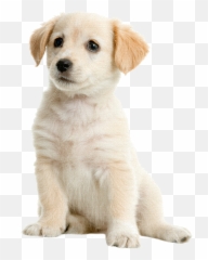 Download Golden Labrador Pet Boston - Puppy Id Collars Emoji,Send Your Friends Cute Cream Labrador Retriver Emojis