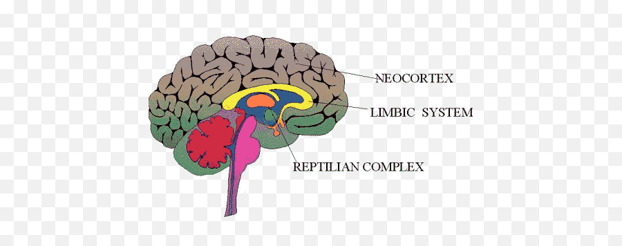 Permission To - Dr Paul Maclean Triune Brain Theory Emoji,Part Of Brain Emotions