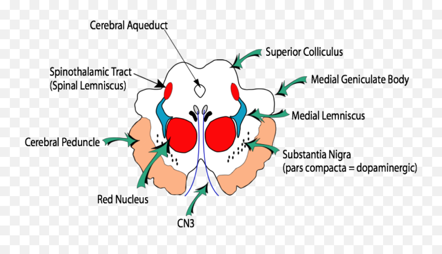 Function Of The Superior Colliculus Bsa - Laorg Dot Emoji,Which Nuclei Are Responsible For Processing Emotion And Memory