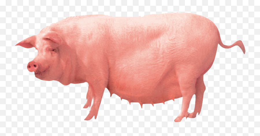 Pig Farming Clip Art - Pigs Png Download 1535941 Free Emoji,Whatsapp Pig Emoticon Png