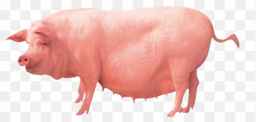 Pig Farming Clip Art - Pigs Png Download 1535941 Free Emoji,Whatsapp Pig Emoticon Png