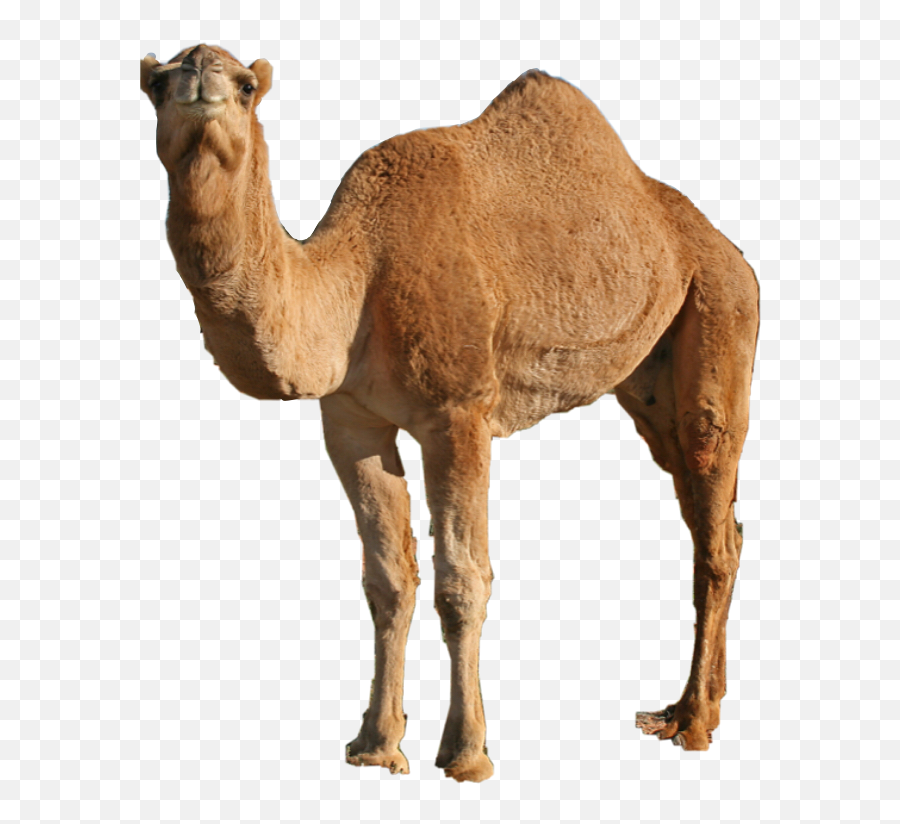 The Most Edited Twin Picsart - Dromedary Emoji,Twinning Emoji Costume