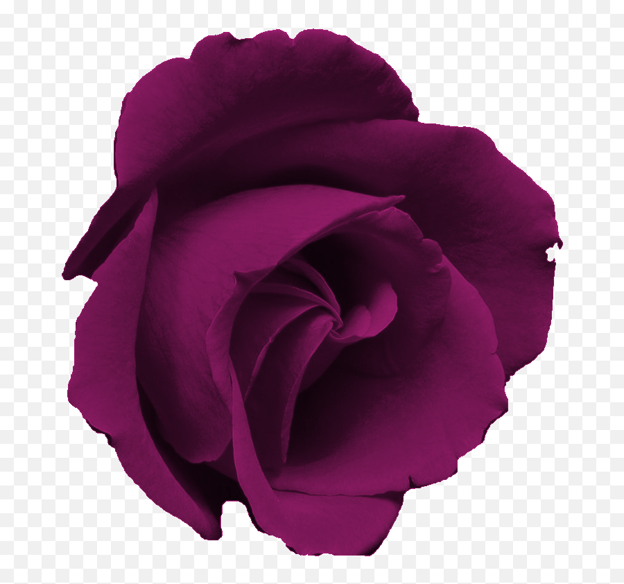 Rosa Morada Flor Png Transparent Png - Fresh Emoji,Flores Rosadas De Emojis