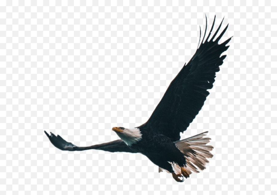 Eagle Bird Sticker - Shaheen Allama Iqbal Poetry Emoji,Eagle Emoji