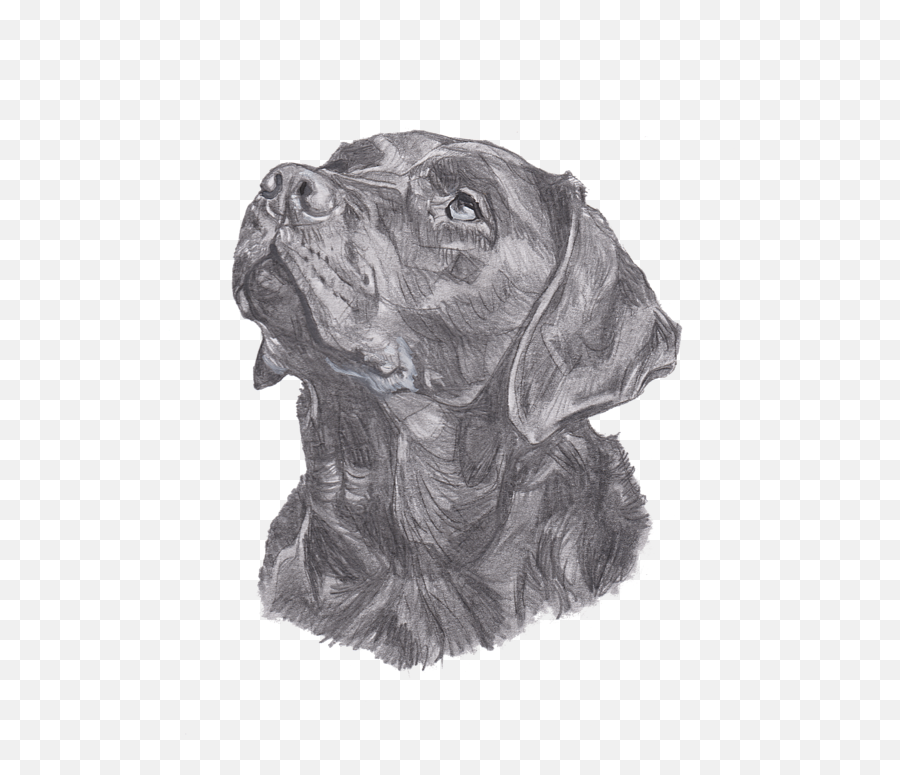 Labrador Retriever Charcoal Drawing T - Labrador Charcoal Drawing Emoji,Happy Birthday Emoticons With Labrador Retriever