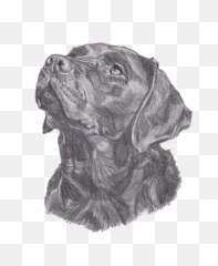 Labrador Retriever Charcoal Drawing T - Labrador Charcoal Drawing Emoji,Happy Birthday Emoticons With Labrador Retriever