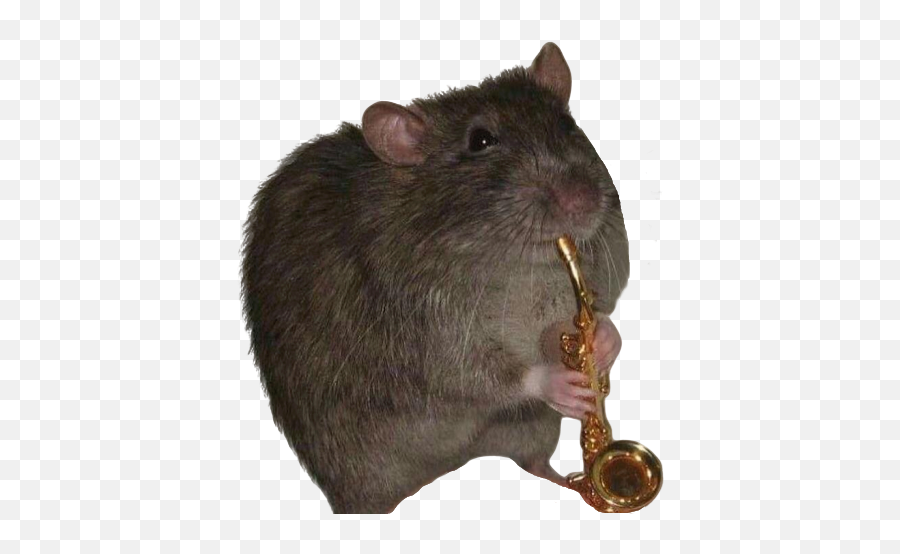 Jazz Rat - Jazz Rat Emoji,Rat In Love Emoji