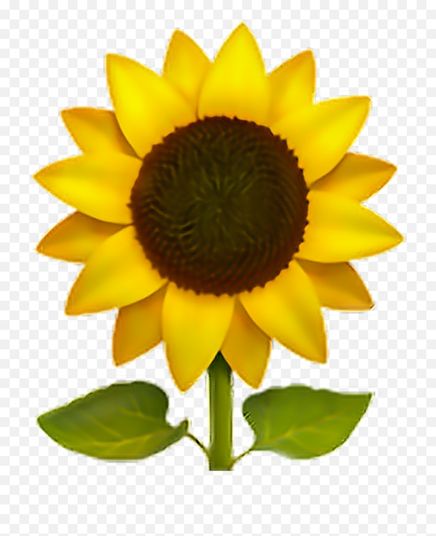 Sunflower Sun Flower Emoji Emotico - Sunflower Iphone Emoji Png,Sunflower Emoji