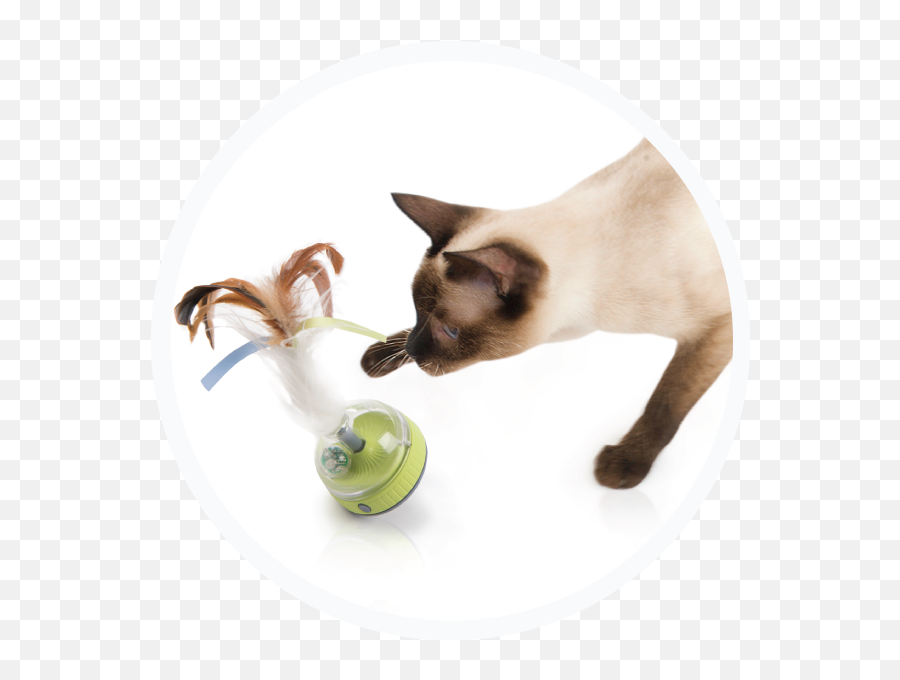 Home - Siamese Cat Emoji,Ech Cat Emotion