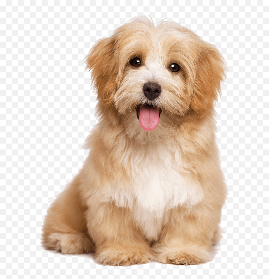 Puppy City - Miami Pet Finding Service Transparent Background Puppy Png Emoji,Puppy Yorkie Emoticon