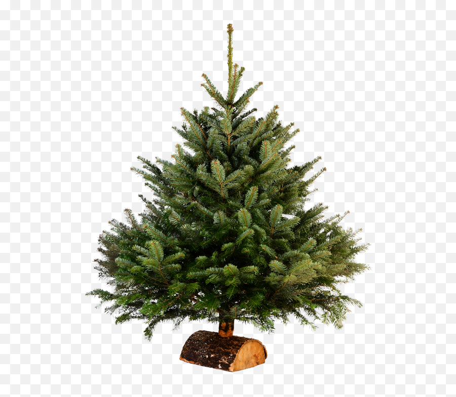 Care For Your Tree - Sapin De Noel En Pot Emoji,Adding Christmas Tree Emoticon Facebook